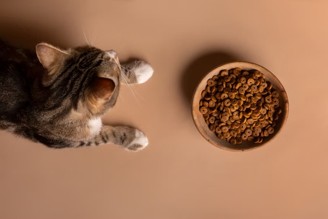 غذا گربه برای تقویت سیستم ایمنی و انرژی